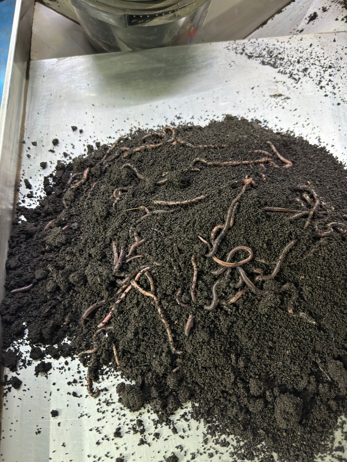 Worm humus with earthworms during processing