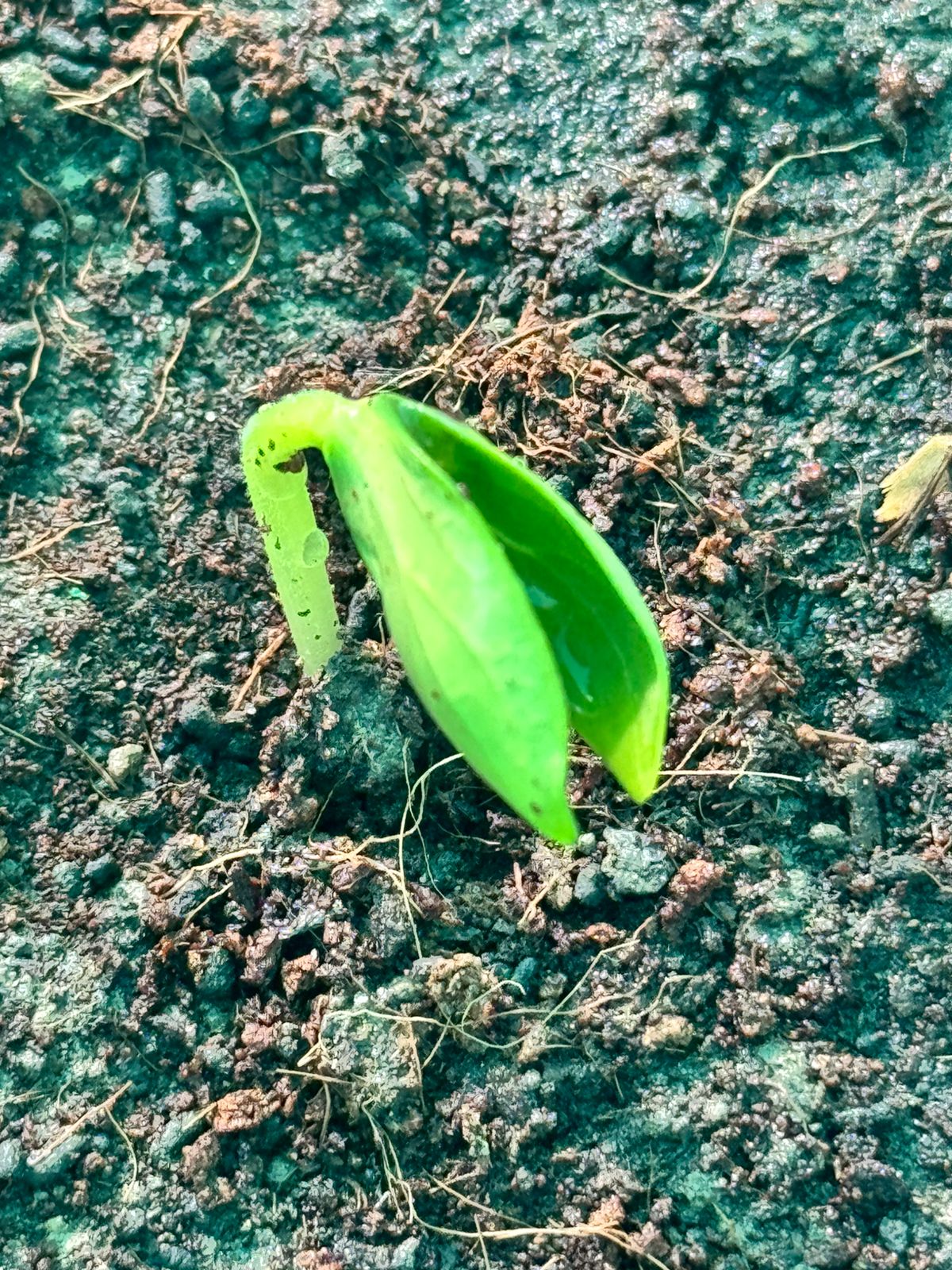 Seedling emerging from worm humus rich soil
