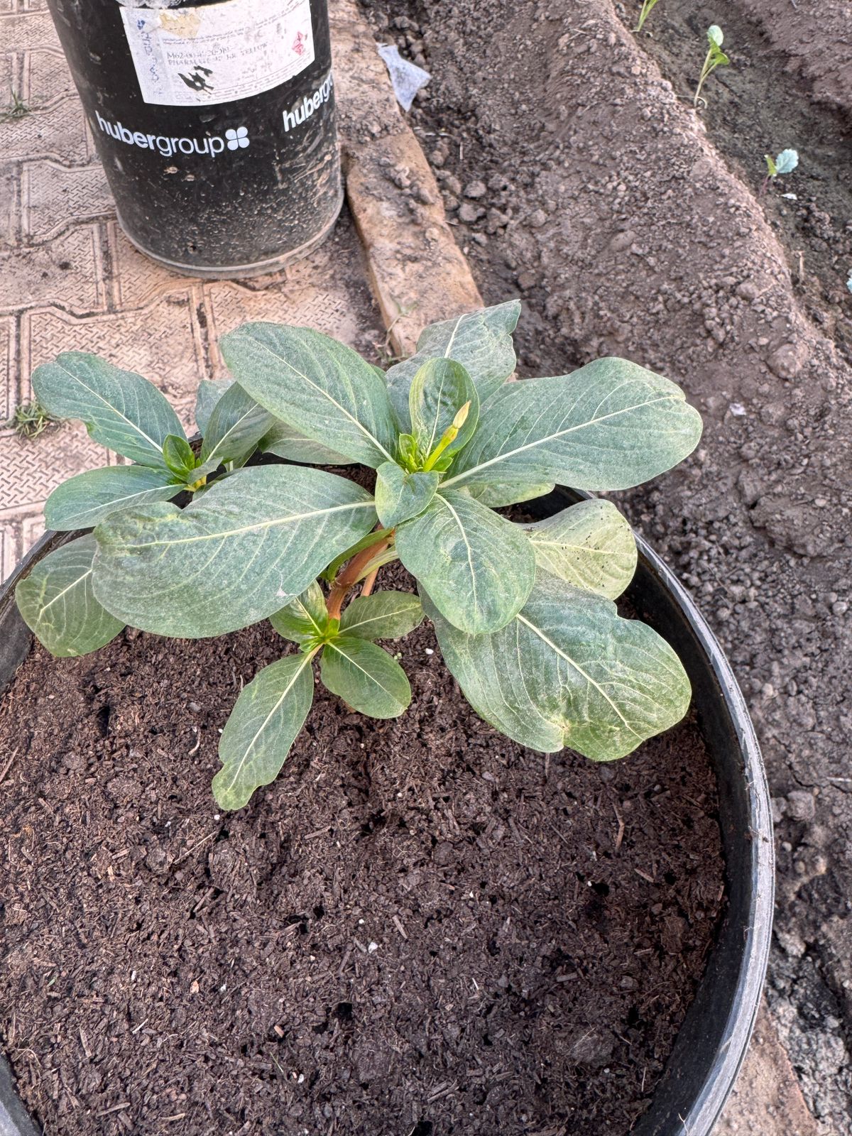 Healthy potted plant growing in Worm Humus enriched soil