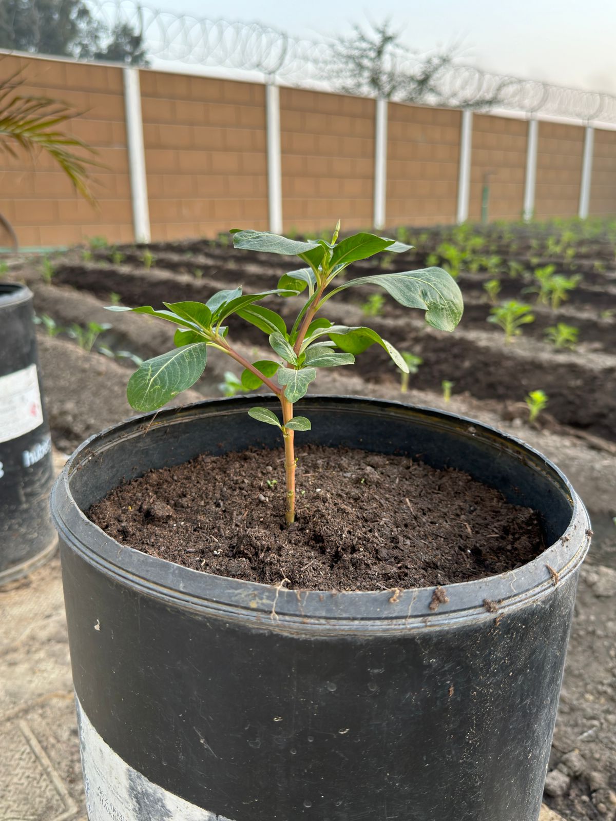 Young plant in landscaped growing bed