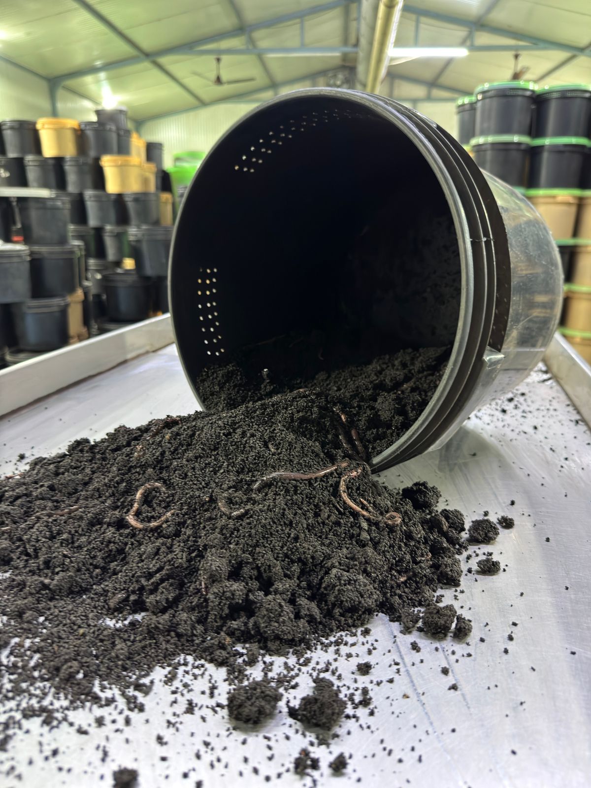 Worm Humus poured from a container inside the production facility