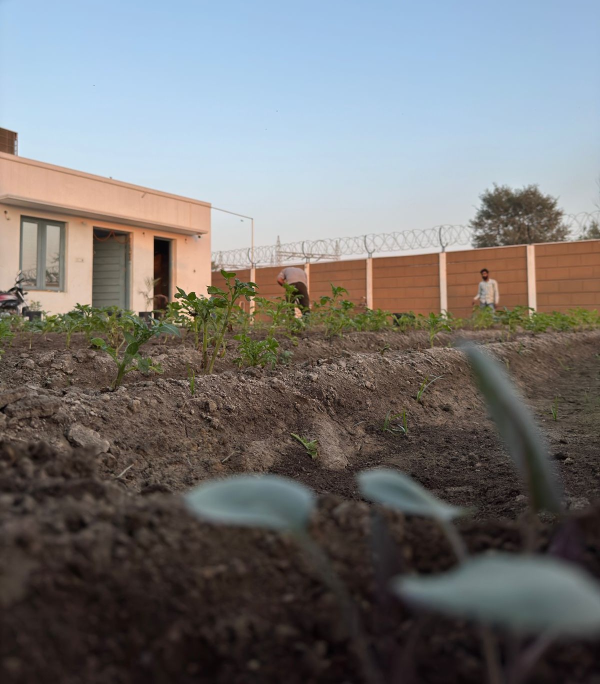 Outdoor planting beds supported by worm humus