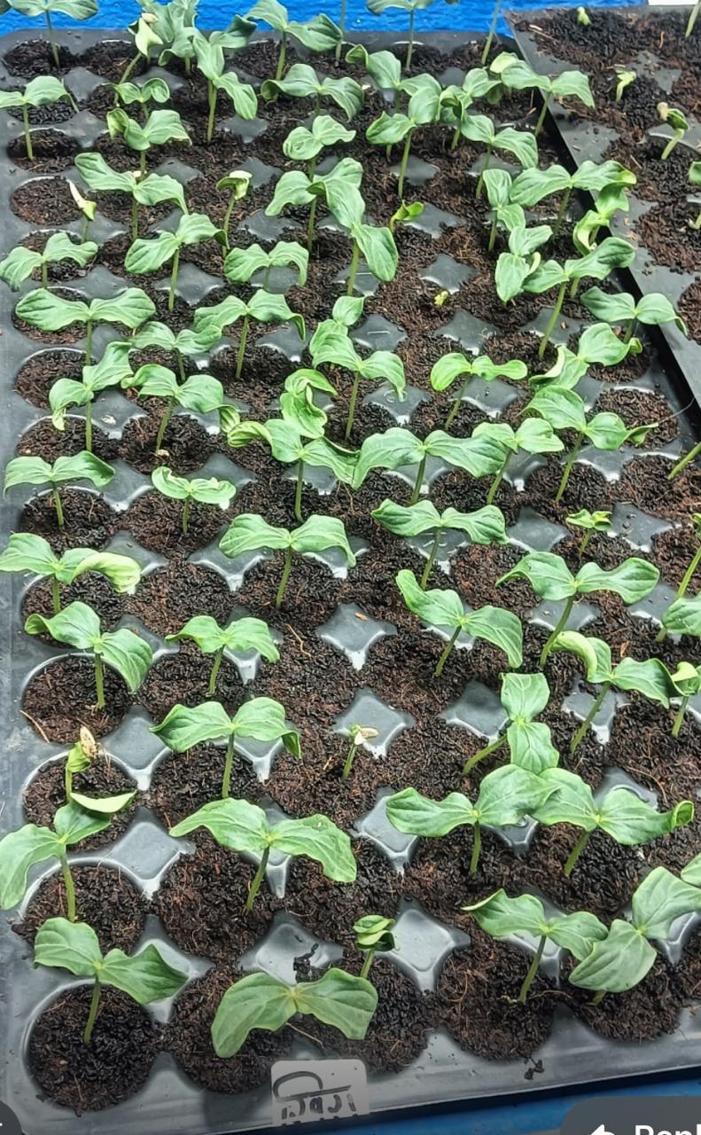 Seedlings growing in nursery trays