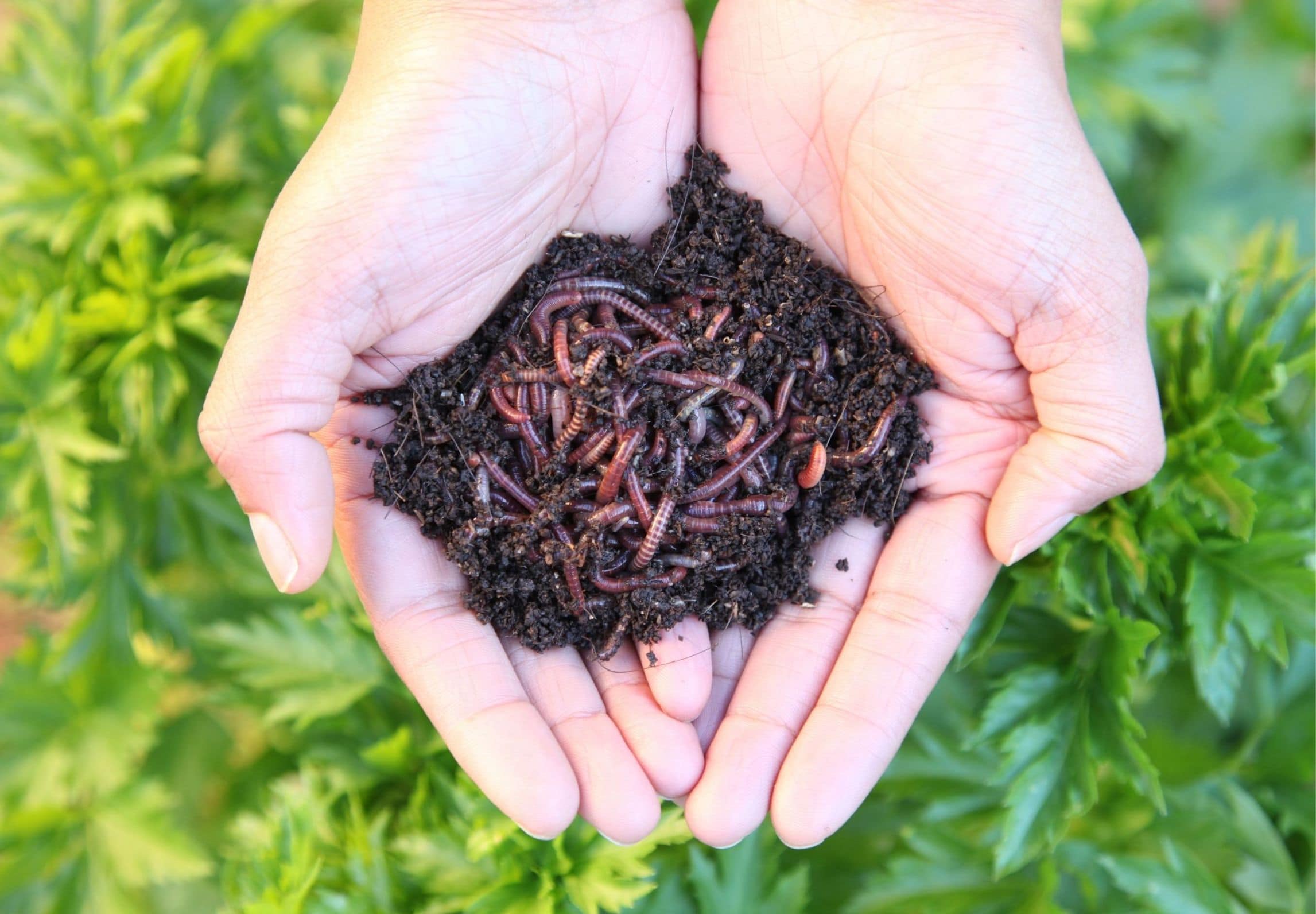 Hands holding worm castings and earthworms above green plants